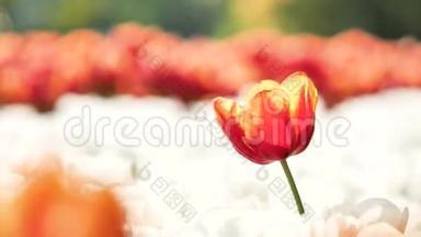 美丽的单瓣红郁金香花在白色郁金香花场中随风摆动，背光和宏观视野，4K，慢动作视频